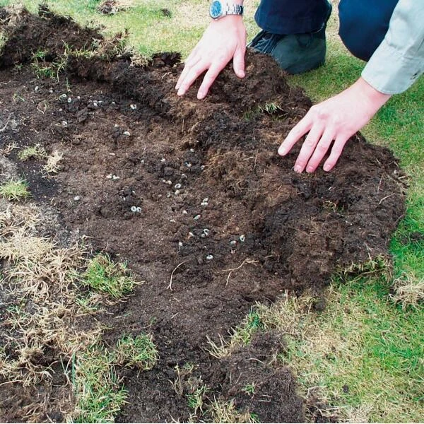 DCM Heteri-Guard - Aaltjes Tegen Engerlingen In Gazon - Voor 10 M² 3 DCM Heteri-Guard - Aaltjes Tegen Engerlingen In Gazon - Voor 10 M² - Afbeelding 3