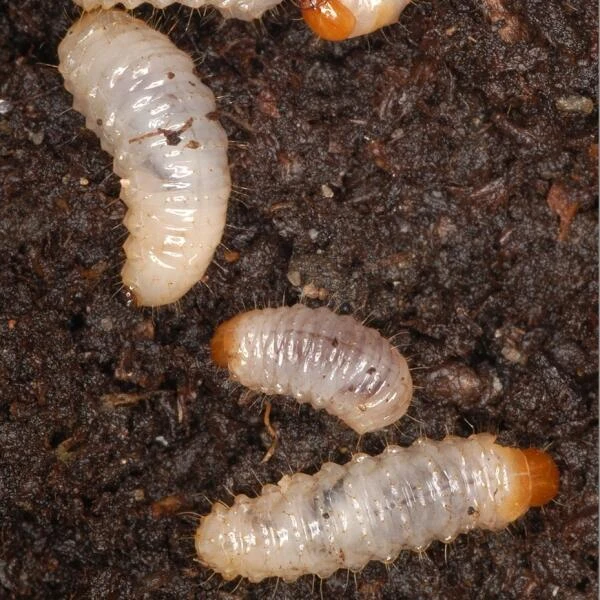 DCM Kraussi-Guard - Aaltjes Tegen Larven Van De Taxuskever - 100 M² 2 DCM Kraussi-Guard - Aaltjes Tegen Larven Van De Taxuskever - 100 M² - Afbeelding 2