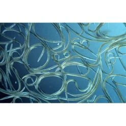 Aquanemix 1.25 V - Doseersproeier Voor Aaltjes 5 Aquanemix 1.25 V - Doseersproeier Voor Aaltjes -EDIALUX Winkel auquanemix 125 v doseersproeier 1497858309 1 600