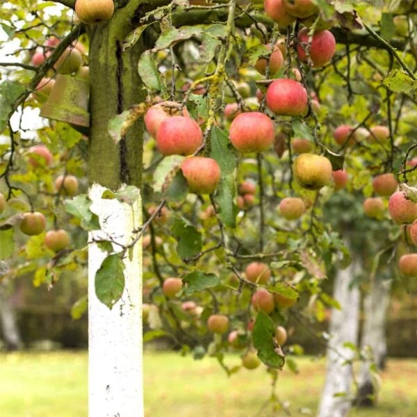 DCM Bomenwitsel Tegen Vorstscheuren En Zonnebrand 2 DCM Bomenwitsel Tegen Vorstscheuren En Zonnebrand - Afbeelding 2
