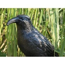 Duivenverjager Kraai -EDIALUX Winkel duivenverjager kraai 1484053985 3 600