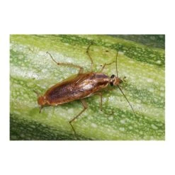 Kakkerlakkenval XL + Lokstof - Set Van 4 Stuks -EDIALUX Winkel kakkerlakkenval xl lokstof 1499689639 3 600