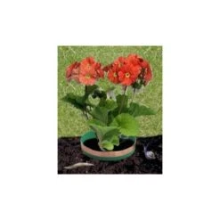 EDIALUX Winkel -EDIALUX Winkel slakkenringen koper 1484053248 2 600