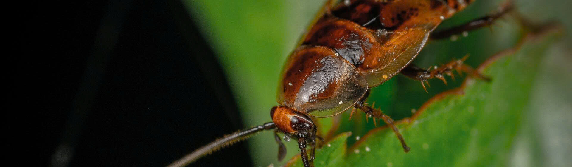 EDIALUX Winkel -EDIALUX Winkel z6369048862014 5e4272f77caafe22b783ac065f4bde90